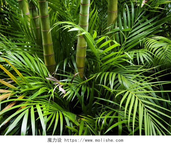 热带植物树叶近景展示竹花园